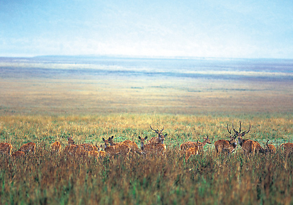 포토 JPG 주간 동물 척추동물 육지동물 여러마리 포유류 자연 사슴 풍경 초원 사람없음 야외 가축 목장 방목 지평선 국내포토 자연요소 다수 축산업 생태계 파일형식