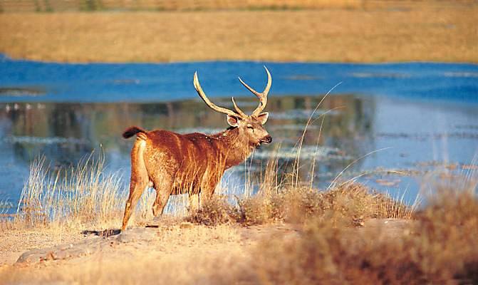 포토 JPG 주간 동물 척추동물 한마리 육지동물 응시 포유류 사슴 서기 사람없음 야외 아웃포커스 물 가축 목장 방목 사슴뿔 국내포토 자연요소 1 시선 모션 뿔 촬영기법 축산업 파일형식