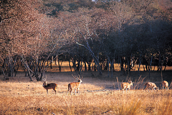포토 JPG 주간 나무 식물 동물 척추동물 육지동물 여러마리 포유류 사슴 사람없음 야외 가축 목장 방목 국내포토 자연요소 다수 축산업 파일형식
