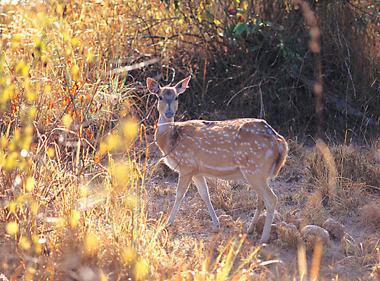 포토 JPG 식물 동물 척추동물 한마리 육지동물 응시 포유류 사슴 서기 사람없음 아웃포커스 가축 목장 풀 방목 국내포토 1 시선 모션 촬영기법 축산업 파일형식