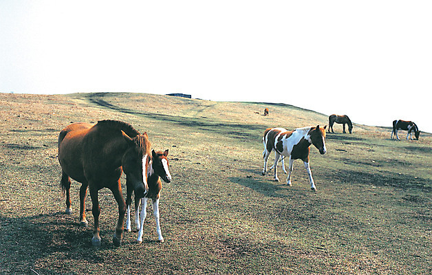 포토 JPG 주간 동물 척추동물 육지동물 여러마리 포유류 한국 풍경 사람없음 야외 제주도 가축 목장 말_동물 축산업 방목 언덕 조랑말 성산 국내포토 자연요소 산업 아시아 다수 파일형식