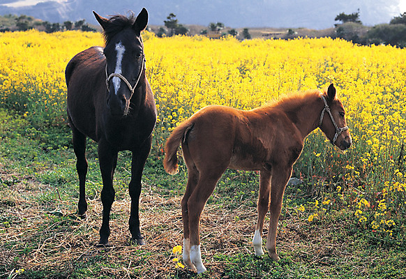 포토 JPG 주간 식물 동물 척추동물 육지동물 꽃 두마리 꽃밭 포유류 한국 서기 풍경 사람없음 야외 제주도 가축 목장 말_동물 축산업 방목 유채 조랑말 국내포토 자연요소 산업 아시아 2 모션 파일형식