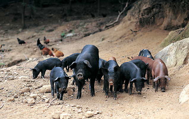 포토 JPG 주간 동물 척추동물 육지동물 여러마리 포유류 조류 사람없음 야외 아웃포커스 검은색 가축 닭 돼지 축산업 방목 축사 양돈장 흑돼지 아프리카돼지열병 국내포토 자연요소 건축물 산업 컬러 다수 촬영기법 파일형식 돼지전염병