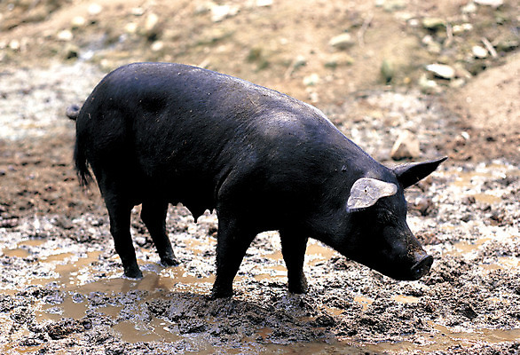 포토 JPG 주간 동물 척추동물 한마리 육지동물 포유류 서기 사람없음 야외 아웃포커스 검은색 가축 흙 돼지 축산업 방목 진흙 흑돼지 아프리카돼지열병 국내포토 자연요소 1 산업 컬러 모션 촬영기법 파일형식 돼지전염병