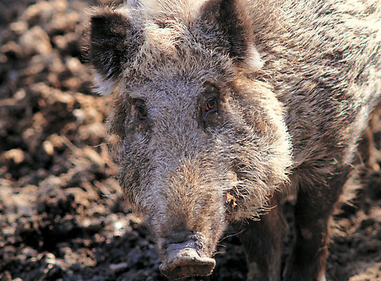포토 JPG 주간 동물 척추동물 한마리 육지동물 포유류 근접촬영 사람없음 야외 아웃포커스 가축 돼지 멧돼지 국내포토 자연요소 1 뷰포인트 촬영기법 파일형식