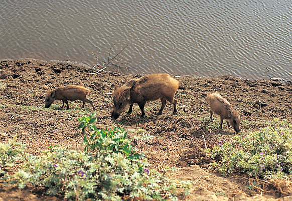 포토 JPG 주간 동물 척추동물 육지동물 새끼 포유류 세마리 사람없음 야외 아웃포커스 물 강 하이앵글 가축 돼지 어미 방목 멧돼지 국내포토 자연요소 뷰포인트 촬영기법 3 축산업 파일형식