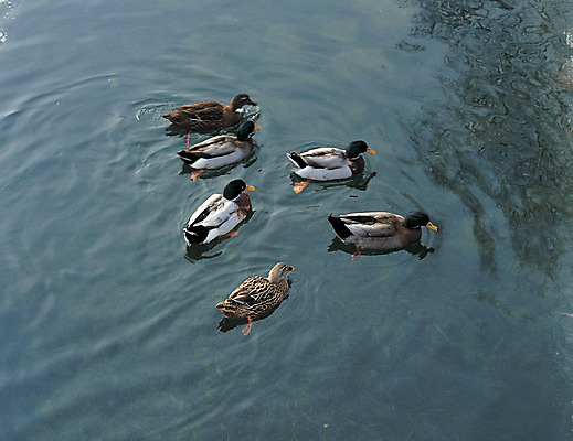 포토 JPG 주간 동물 척추동물 육지동물 호수 여러마리 조류 오리 사람없음 야외 물 하이앵글 수영 가축 연못 방목 국내포토 자연요소 뷰포인트 다수 수상스포츠 축산업 파일형식