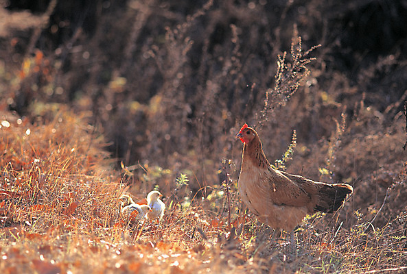포토 JPG 주간 동물 척추동물 육지동물 여러마리 병아리 사람없음 야외 아웃포커스 가축 닭 어미 방목 아기새 국내포토 자연요소 새끼 다수 조류 촬영기법 축산업 파일형식