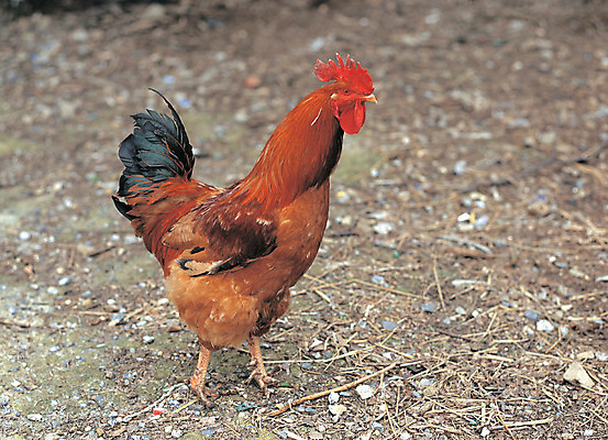 포토 JPG 주간 동물 척추동물 한마리 육지동물 조류 사람없음 야외 아웃포커스 가축 닭 축사 닭장 양계장 국내포토 자연요소 1 건축물 촬영기법 축산업 파일형식