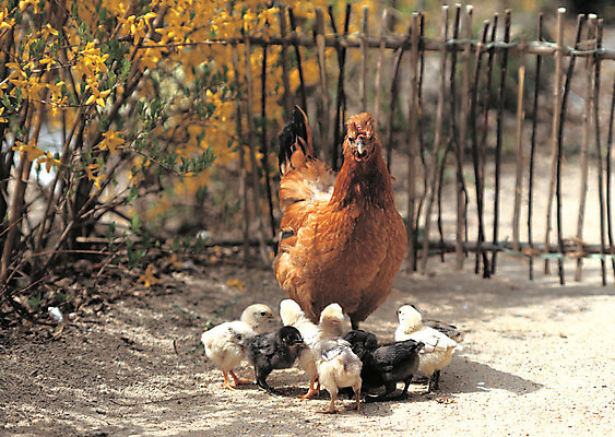 포토 JPG 주간 식물 동물 척추동물 육지동물 계절 꽃 여러마리 병아리 사람없음 야외 아웃포커스 울타리 가축 봄 닭 어미 개나리 축사 닭장 아기새 양계장 국내포토 자연요소 건축물 새끼 다수 조류 촬영기법 담장 축산업 파일형식