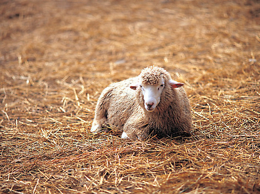 포토 JPG 주간 동물 척추동물 한마리 육지동물 포유류 앉기 사람없음 야외 아웃포커스 가축 목장 양 볏짚 축산업 방목 국내포토 자연요소 1 산업 모션 촬영기법 짚 파일형식