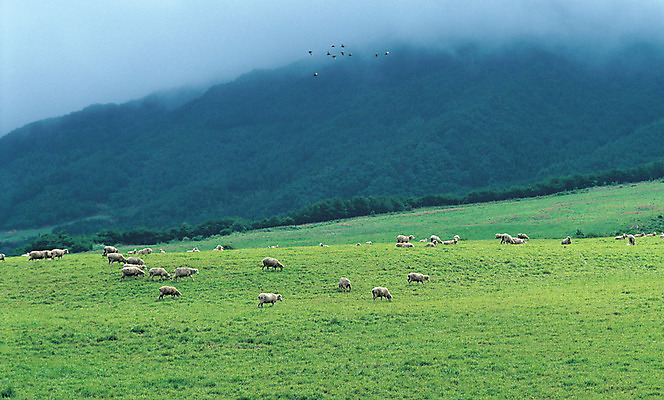 포토 JPG 주간 동물 척추동물 육지동물 여러마리 포유류 자연 조류 산 풍경 초원 사람없음 야외 가축 목장 안개 비행 양 축산업 숲 방목 산양 국내포토 자연요소 산업 다수 날씨 생태계 멸종위기동물 파일형식