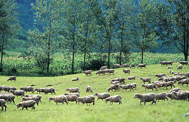 포토 JPG 주간 나무 식물 동물 척추동물 육지동물 여러마리 포유류 자연 풍경 초원 사람없음 야외 가축 목장 양 축산업 숲 방목 산양 국내포토 자연요소 산업 다수 생태계 멸종위기동물 파일형식
