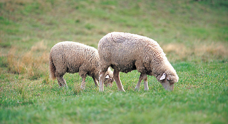 포토 JPG 주간 동물 척추동물 육지동물 두마리 포유류 자연 서기 초원 사람없음 야외 아웃포커스 가축 목장 양 축산업 방목 산양 국내포토 자연요소 산업 2 모션 촬영기법 생태계 멸종위기동물 파일형식