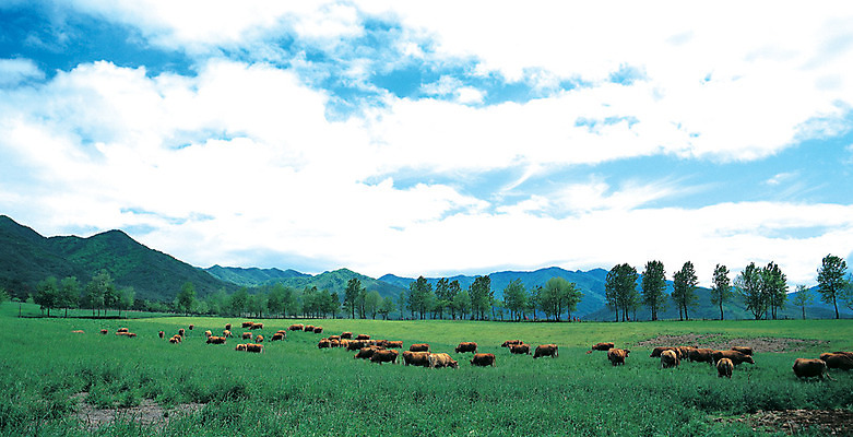 포토 JPG 주간 나무 식물 동물 구름 척추동물 육지동물 여러마리 포유류 자연 하늘 산 파노라마 풍경 초원 사람없음 야외 가축 목장 소 축산업 방목 국내포토 자연요소 산업 다수 촬영기법 생태계 파일형식
