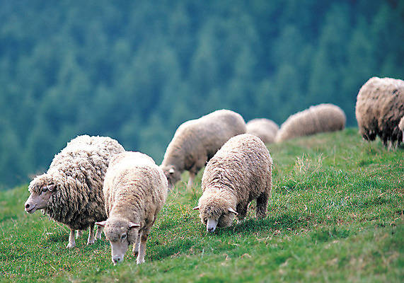 포토 JPG 주간 동물 척추동물 육지동물 여러마리 포유류 자연 산 초원 사람없음 야외 아웃포커스 가축 목장 양 축산업 숲 방목 언덕 산양 국내포토 자연요소 산업 다수 촬영기법 생태계 멸종위기동물 파일형식