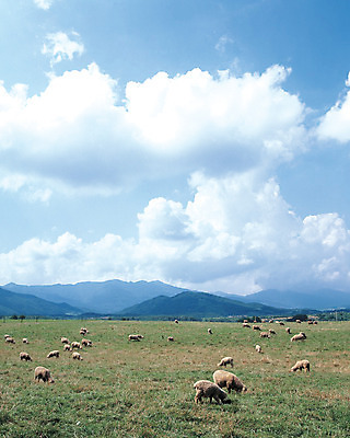 포토 JPG 주간 동물 구름 척추동물 육지동물 여러마리 포유류 자연 하늘 산 풍경 초원 사람없음 야외 맑음 가축 목장 양 축산업 방목 산등성이 산양 국내포토 자연요소 산업 다수 날씨 생태계 멸종위기동물 파일형식