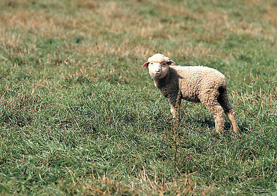 포토 JPG 주간 동물 척추동물 한마리 육지동물 응시 포유류 자연 초원 사람없음 야외 아웃포커스 가축 목장 양 축산업 방목 언덕 산양 국내포토 자연요소 1 시선 산업 촬영기법 생태계 멸종위기동물 파일형식