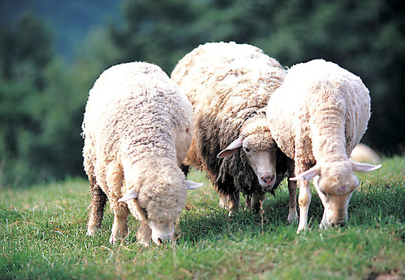 포토 JPG 주간 동물 척추동물 육지동물 포유류 자연 산 세마리 서기 초원 사람없음 야외 아웃포커스 가축 목장 양 축산업 숲 방목 언덕 산양 국내포토 자연요소 산업 모션 촬영기법 3 생태계 멸종위기동물 파일형식