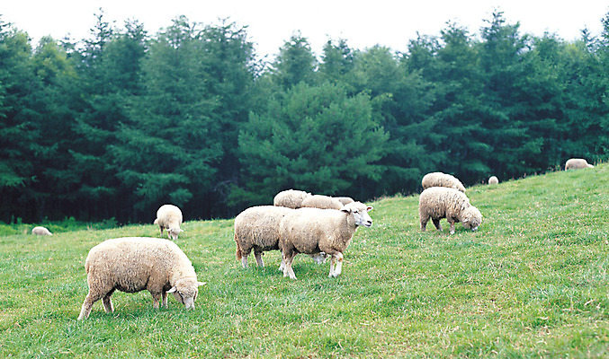 포토 JPG 주간 동물 척추동물 육지동물 여러마리 포유류 자연 산 초원 사람없음 야외 가축 목장 양 축산업 숲 방목 언덕 산양 국내포토 자연요소 산업 다수 생태계 멸종위기동물 파일형식