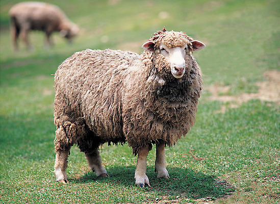 포토 JPG 주간 동물 척추동물 육지동물 두마리 포유류 자연 서기 초원 사람없음 야외 아웃포커스 가축 목장 양 축산업 방목 언덕 산양 국내포토 자연요소 산업 2 모션 촬영기법 생태계 멸종위기동물 파일형식