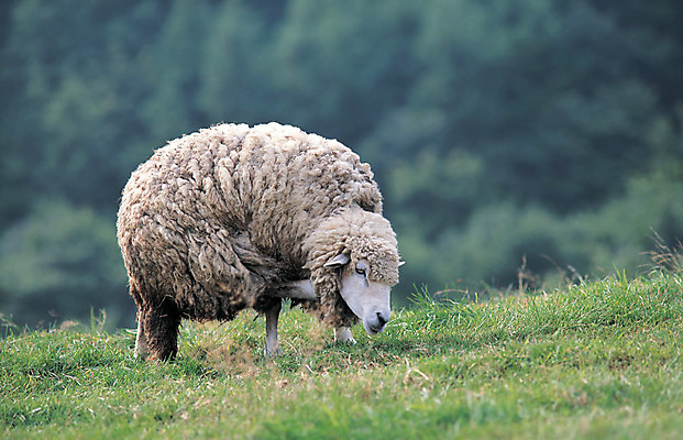 포토 JPG 주간 동물 척추동물 한마리 육지동물 포유류 자연 산 초원 사람없음 야외 아웃포커스 가축 목장 양 축산업 숲 방목 언덕 산양 국내포토 자연요소 1 산업 촬영기법 생태계 멸종위기동물 파일형식
