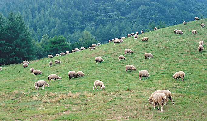 포토 JPG 주간 동물 척추동물 육지동물 여러마리 포유류 자연 산 풍경 초원 사람없음 야외 가축 목장 양 축산업 숲 방목 언덕 산양 국내포토 자연요소 산업 다수 생태계 멸종위기동물 파일형식