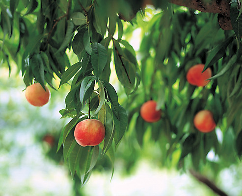 포토 JPG 주간 식물 열매 음식 컬러 다수 과일 나뭇잎 매달리기 사람없음 야외 아웃포커스 빨간색 초록색 농작물 복숭아 복사나무 국내포토 자연요소 나무 잎 농업 모션 촬영기법 파일형식