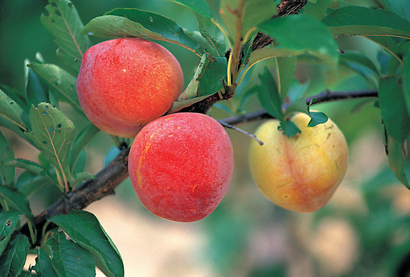 포토 JPG 주간 식물 열매 음식 컬러 과일 나뭇잎 매달리기 사람없음 야외 아웃포커스 빨간색 초록색 농작물 세개 자두 자두나무 국내포토 자연요소 나무 잎 농업 모션 촬영기법 3 파일형식