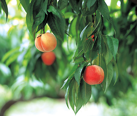 포토 JPG 주간 식물 열매 음식 컬러 과일 나뭇잎 매달리기 사람없음 야외 아웃포커스 빨간색 초록색 농작물 세개 복숭아 복사나무 국내포토 자연요소 나무 잎 농업 모션 촬영기법 3 파일형식