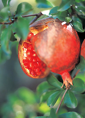포토 JPG 주간 열매 음식 컬러 과일 매달리기 사람없음 야외 아웃포커스 빨간색 초록색 농작물 한개 알맹이 석류 석류나무 벌어짐 국내포토 자연요소 나무 식물 1 농업 모션 촬영기법 파일형식