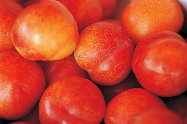 포토 JPG 주간 열매 음식 컬러 다수 백그라운드 과일 사람없음 야외 빨간색 농작물 여러개 자두 국내포토 자연요소 식물 농업 파일형식