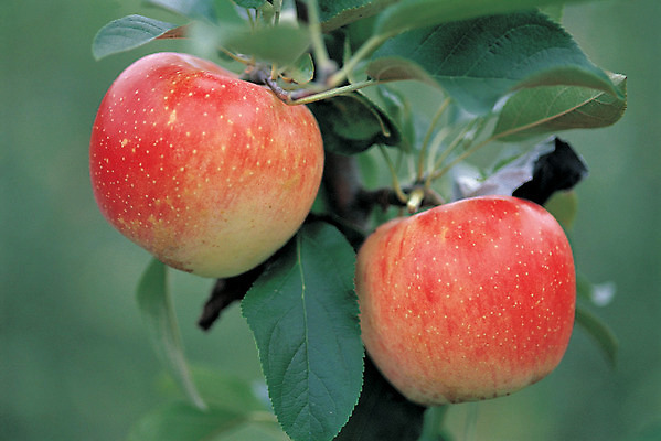 포토 JPG 주간 식물 열매 음식 컬러 과일 나뭇잎 매달리기 사람없음 야외 아웃포커스 빨간색 초록색 농작물 두개 사과 사과나무 국내포토 자연요소 나무 잎 2 농업 모션 촬영기법 파일형식