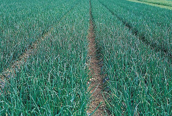 포토 JPG 주간 식물 음식 컬러 다수 밭 채소 풍경 사람없음 야외 초록색 농작물 농촌 시골 파 도랑 골 국내포토 자연요소 농업 파일형식