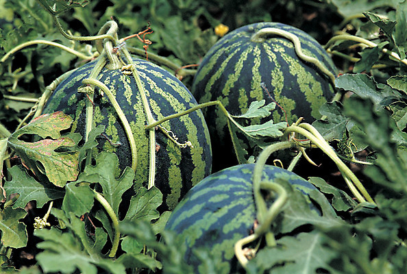 포토 JPG 주간 식물 열매 줄기 컬러 밭 과일 여름음식 수박 사람없음 야외 아웃포커스 초록색 농작물 줄무늬 세개 덩굴 제철음식 제철과일 국내포토 자연요소 음식 무늬 농업 촬영기법 3 제철 파일형식 여름_계절