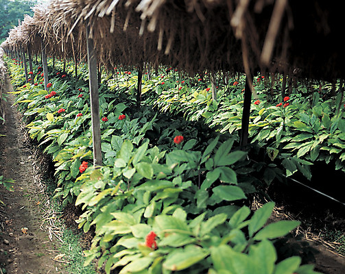 포토 JPG 주간 식물 열매 꽃 음식 컬러 밭 사람없음 야외 아웃포커스 빨간색 초록색 농작물 한약재 인삼 천막 인삼꽃 인삼밭 국내포토 자연요소 농업 촬영기법 약재 삼 파일형식