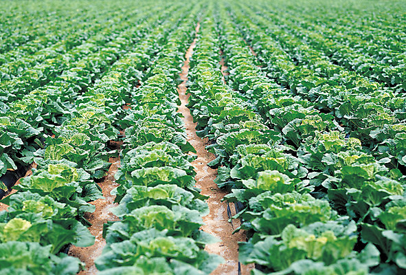 포토 JPG 주간 음식 컬러 다수 밭 채소 풍경 사람없음 야외 아웃포커스 초록색 농작물 여러개 시골 배추 배추밭 도랑 골 국내포토 자연요소 농업 촬영기법 파일형식