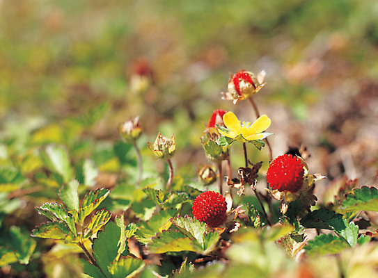 포토 JPG 주간 식물 열매 음식 컬러 사람없음 야외 아웃포커스 빨간색 초록색 뱀딸기 국내포토 자연요소 촬영기법 파일형식