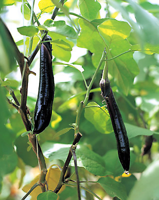 포토 JPG 주간 식물 열매 음식 줄기 컬러 잎 채소 식재료 가지 매달리기 사람없음 야외 아웃포커스 초록색 농작물 보라색 국내포토 자연요소 농업 모션 촬영기법 파일형식