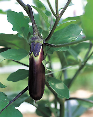 포토 JPG 주간 식물 음식 줄기 컬러 잎 채소 식재료 가지 매달리기 사람없음 야외 아웃포커스 초록색 농작물 보라색 국내포토 자연요소 농업 모션 촬영기법 파일형식