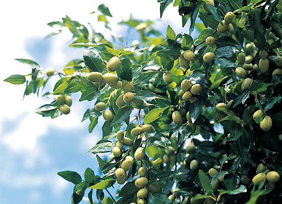 포토 JPG 주간 식물 열매 음식 로우앵글 줄기 컬러 다수 과일 하늘 매달리기 사람없음 야외 아웃포커스 초록색 농작물 여러개 대추 대추나무 국내포토 자연요소 나무 뷰포인트 농업 모션 촬영기법 파일형식
