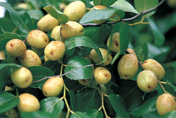 포토 JPG 주간 식물 열매 음식 줄기 컬러 다수 과일 매달리기 사람없음 야외 아웃포커스 초록색 농작물 여러개 대추 대추나무 국내포토 자연요소 나무 농업 모션 촬영기법 파일형식