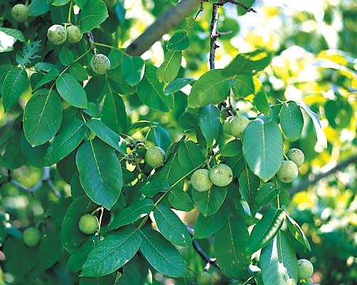 포토 JPG 주간 식물 열매 음식 줄기 컬러 다수 잎 매달리기 사람없음 야외 아웃포커스 초록색 여러개 견과류 호두 호두나무 국내포토 자연요소 나무 모션 촬영기법 파일형식