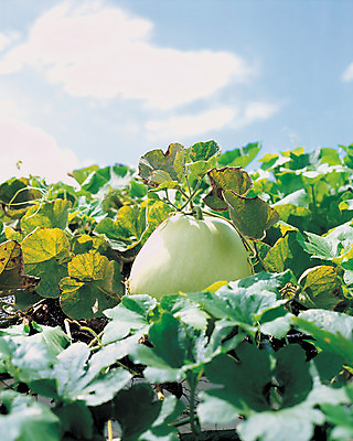 포토 JPG 주간 식물 구름 열매 음식 로우앵글 줄기 컬러 잎 하늘 지붕 사람없음 야외 초록색 맑음 덩굴 박 국내포토 자연요소 뷰포인트 날씨 파일형식