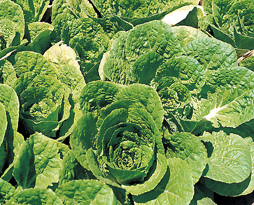 포토 JPG 주간 음식 컬러 다수 밭 채소 식재료 풍경 사람없음 야외 초록색 농작물 하이앵글 여러개 시골 배추 배추밭 국내포토 자연요소 뷰포인트 농업 파일형식