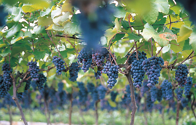 포토 JPG 주간 나무 식물 열매 음식 로우앵글 줄기 컬러 여러송이 다수 과일 포도 매달리기 사람없음 야외 아웃포커스 초록색 농작물 과수원 과일나무 알맹이 포도밭 포도나무 송이 국내포토 자연요소 뷰포인트 밭 농업 모션 촬영기법 파일형식