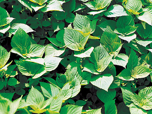 포토 JPG 주간 음식 컬러 다수 밭 채소 식재료 풍경 사람없음 야외 초록색 농작물 하이앵글 여러개 시골 깻잎 국내포토 자연요소 뷰포인트 농업 파일형식