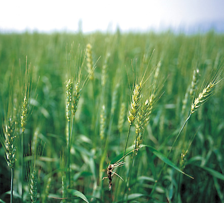 포토 JPG 주간 식물 음식 컬러 밭 자연 곡류 풍경 사람없음 야외 아웃포커스 초록색 농작물 풀 보리 잡곡 보리밭 국내포토 자연요소 농업 촬영기법 생태계 파일형식