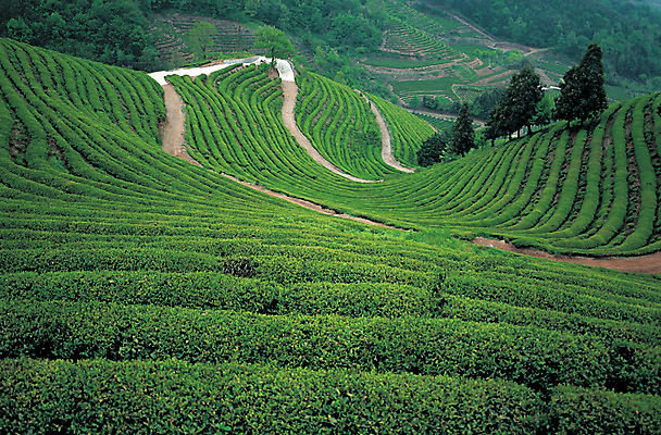 포토 JPG 주간 나무 식물 음식 컬러 밭 자연 풍경 사람없음 야외 초록색 농장 시골 녹차밭 차밭 국내포토 자연요소 농업 녹차 생태계 파일형식