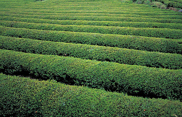포토 JPG 주간 식물 음식 컬러 밭 자연 풍경 사람없음 야외 초록색 농장 시골 녹차밭 차밭 국내포토 자연요소 농업 녹차 생태계 파일형식